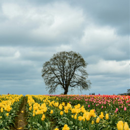 tulipfestival tulips flowers trees clouds