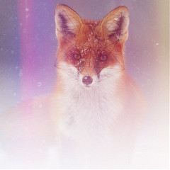foxdreamer