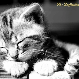 phraffaellarondinelli photography wppcatears cute cat