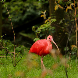 redibis bird colorful nature petsandanimals