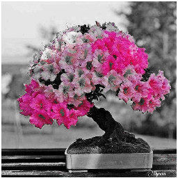 flower nature beautiful pink colorsplash