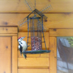 woodpecker nuts mill