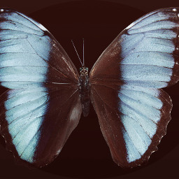 freetoedit butterfly bluebrownwhite
