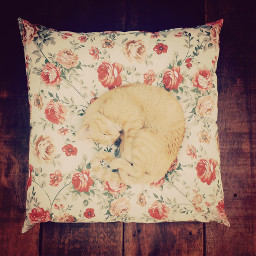 freetoedit cat pillow roses